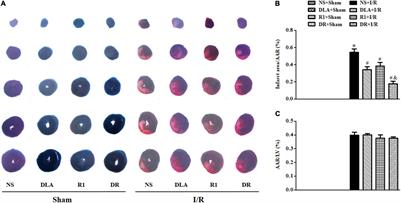 The Composite of 3, 4-Dihydroxyl-Phenyl Lactic Acid and Notoginsenoside R1 Attenuates Myocardial Ischemia and Reperfusion Injury Through Regulating Mitochondrial Respiratory Chain